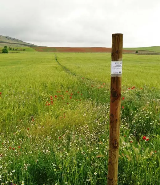 Proyecto ESTEPASS, proteger el hábitat de las aves esteparias