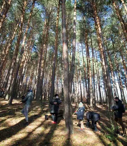 Nueva reforestación de hayas junto a Impriclub en la Sierra del Rincón