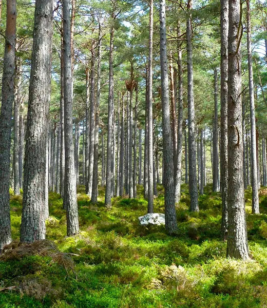 Abrimos la III Convocatoria de Medioambiente y Desarrollo Sostenible