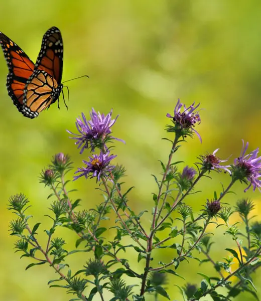 El Hayedo de Montejo, un santuario de mariposas