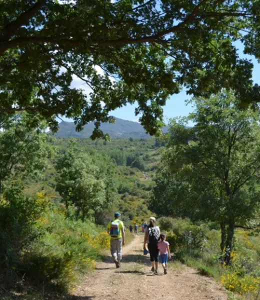 Cinco razones para descubrir el Hayedo de Montejo